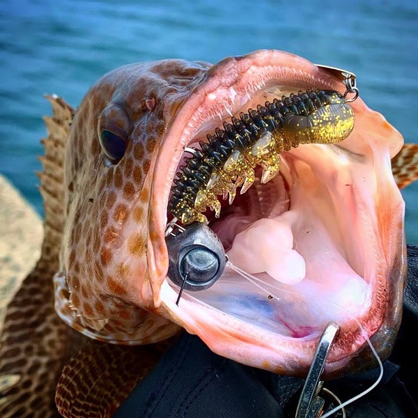 ハタ喰い.蟲 2.4インチ